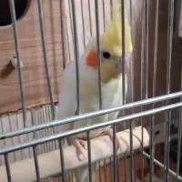 ی جفت عروس با تخم