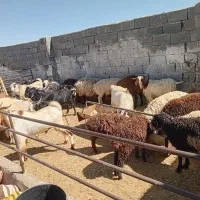 چبش وبره ماده