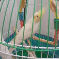 دوعدد عروس هلندی با تمام وسایل|پرنده|لنگرود, |دیوار