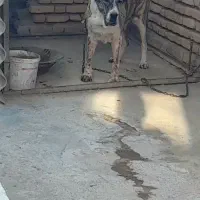 ماده البای بزرگترین ماده داخل ایران