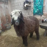 بره قوچی کشتاری|حیوانات مزرعه|بهبهان, |دیوار