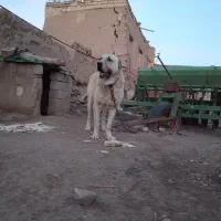 سگ سرابی ۳ساله