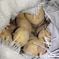 بذر سیبزمینی اسپریت مدل 90