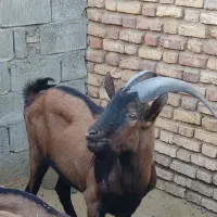 چپش آلپاین|حیوانات مزرعه|یزد, |دیوار