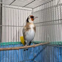 سهره نر|پرنده|همدان, |دیوار