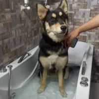 سگ ژرمن میکس|سگ|شهریار, شهرک شاهد|دیوار