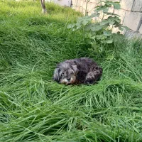 سگ پا کوتاه تمیز