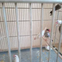 فنچ نرگسی سالم و سرحال|پرنده|چهارباغ, |دیوار