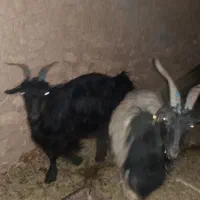 بز ترکی آبستن