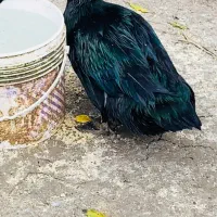 جوجه اردک کایوگا بیگ سایز|حیوانات مزرعه|قائم‌شهر, |دیوار