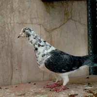 کبوتر سوسکی بزک، پولکی پلاکی ماده