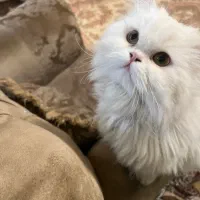 گربه پرشین