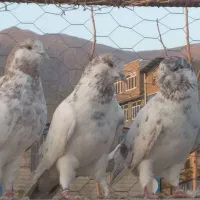 کبوتر خون پاک شمرونی