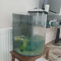 اکواریوم با سه عدد ماهی و غذای ماهی|ماهی|گلبهار, شهر جدید گلبهار|دیوار