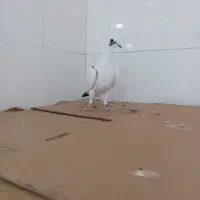 سبز مسافتی|پرنده|خواف, |دیوار