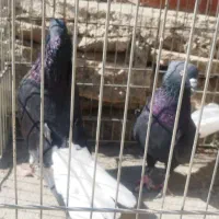 سیاه دمسفید نروماده|پرنده|دوگنبدان, |دیوار