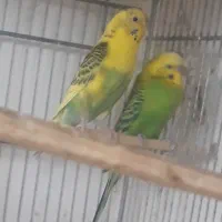 یک جفت مرغ عشق انگلیسی