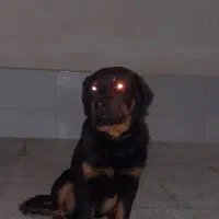 واگذاری توله رتوایلر ماده|سگ|پاکدشت, پاکدشت (مامازند)|دیوار