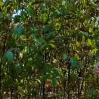 نهالستان تخصصی انواع نهال مثمر و غیر مثمر