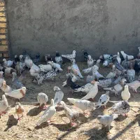 کبوتر|پرنده|سبزوار, توحیدشهر|دیوار