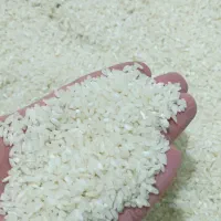 برنج لنجان
