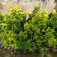 شمشاد طلایی
