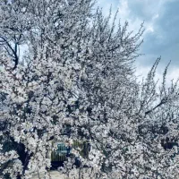 تیمورتاش ۱۰۰۰ متری باغ میوه فنس شده|فروش زمین و ملک کلنگی|بجنورد, |دیوار