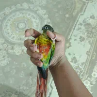 گرین چیک فول اهلی سخن گو|پرنده|عجب شیر, |دیوار