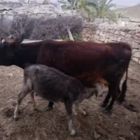 گاو