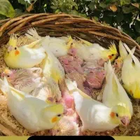 عروس هلندی رام چلوندنی فنج مرغ عشق مولد برزیلی|پرنده|اردبیل, |دیوار