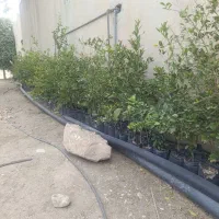 فروش لیمو|خدمات باغبانی و درختکاری|کوه چنار, |دیوار