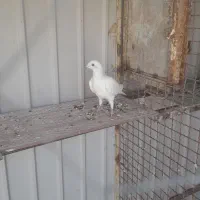 دوتاصیدبوم بلند