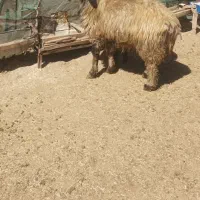 قوچ جوان کیلویی