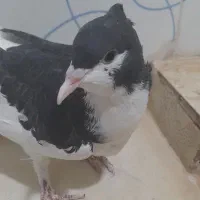 کبوتر کاکلی|پرنده|فرح دشت, |دیوار