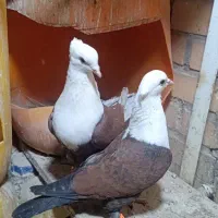 کلاغ کاکلی|پرنده|تربت‌حیدریه, بالا ولایت|دیوار