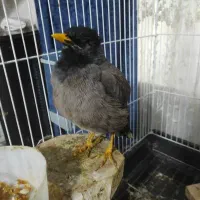 پرنده فروشی|پرنده|تهران, جوادیه تهرانپارس|دیوار