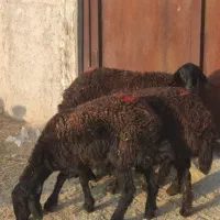 بره ماده شیشک اصل قزل افشار