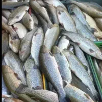 نیازمند کارگر و نگهبان