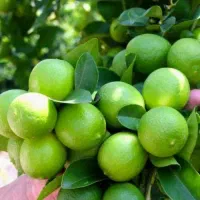 لیمو ترش