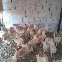 مرغ سفیداول ماه|حیوانات مزرعه|قم, بیانی|دیوار