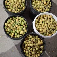 آبلیموی خانگی تکی وعمده|خوردنی و آشامیدنی|خنج, |دیوار