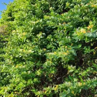 باغ ویلا|فروش خانه و ویلا|خوسف, |دیوار