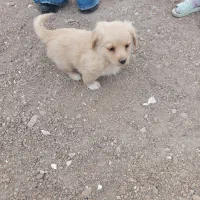 توله سگ های پا کوتاه خانگی فروشی|سگ|زنجان, |دیوار