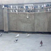 کبوتر