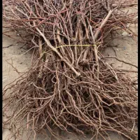 نهال انگور موجود در هر رقم و ارقام خاص