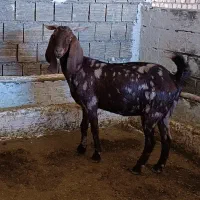 بز پاکستانی|حیوانات مزرعه|خرم‌آباد, |دیوار
