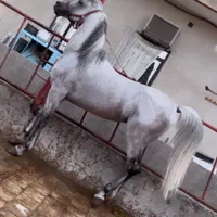 نریون عرب مصری شش دانگ