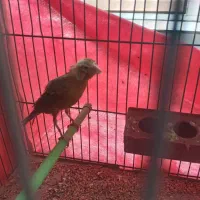 قناری ماده|پرنده|مبارکه, |دیوار