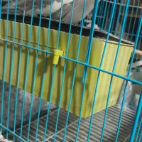 عروس هلندی سخنگوا