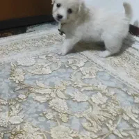 مینیا تودلی جیبی|سگ|قم, زند آباد|دیوار